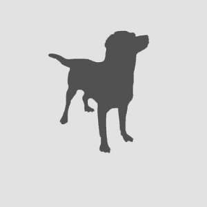 UKC Bluetick Coonhound Pups
