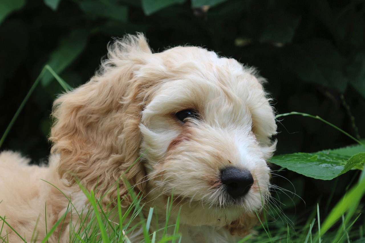 Cockapoo Puppies