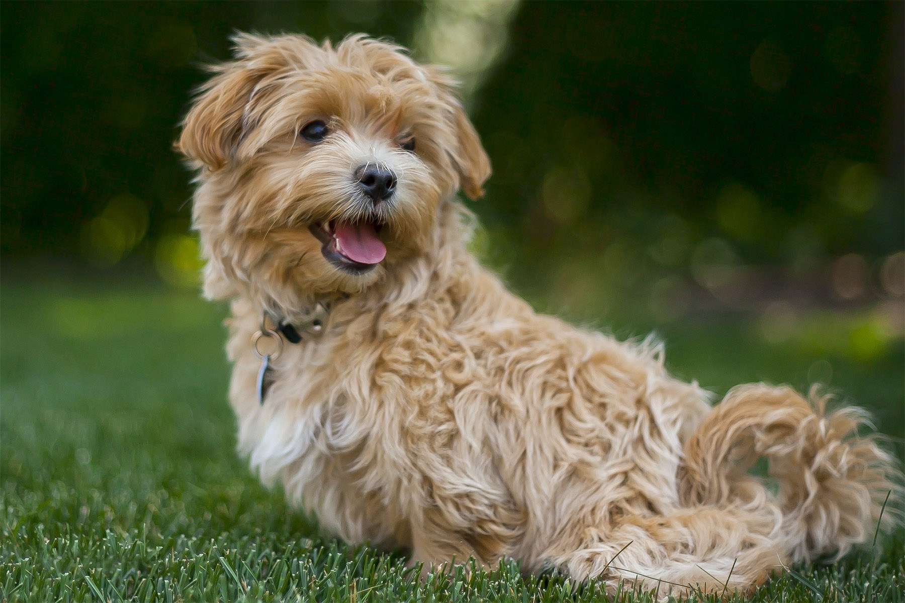 Maltipoo Puppies